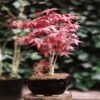 Bonsaï Acer Palmatum/ Érable Du Japon