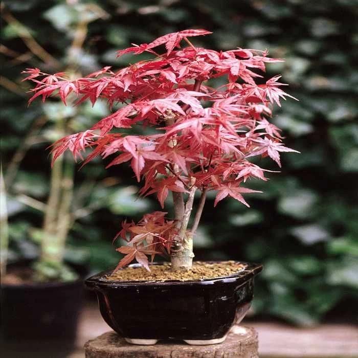 Bonsaï Acer Palmatum/ Érable Du Japon 1 Bonsaï Acer Palmatum/ Érable Du Japon