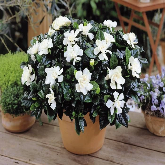 Gardenia Jasminoïdes 1 Gardenia Jasminoïdes