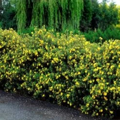 Potentilla Fruticosa/Potentille X 10