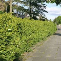 Prunus Laurocerasus Caucasica X 5