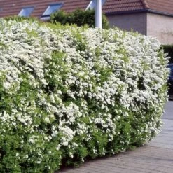 Spirea Arguta Buisson X 5