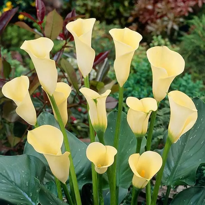 Zantedeschia Yellow 13 Cm Pot 1 Zantedeschia Yellow 13 Cm Pot