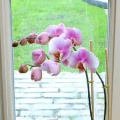 Orchidée Phalaenopsis Rose