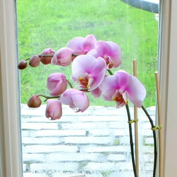 Phalaenopsis Soft Pink 1 Phalaenopsis Soft Pink