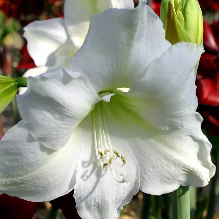 Hippeastrum Amaryllis Blanche En Pot 1 Hippeastrum Amaryllis Blanche En Pot