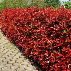 Photinia Fraseri Red Robin X 5