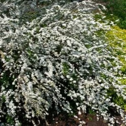 Arbrisseaux Fleuris -Plantes Vertes Soldes fd12888wh