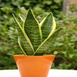 Sansevieria Trifasciata Laurentii