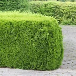 Haie De Thuja Smaragd