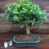Bonsai Zanthoxylum Broom 12 Cm Pot