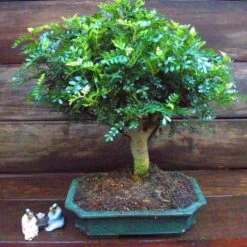 Bonsai Zanthoxylum Broom 12 Cm Pot