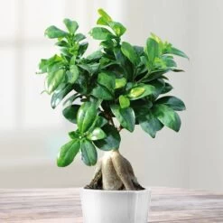 Ficus Retusa Microcarpa Ginseng 15cm