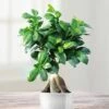 Ficus Retusa Microcarpa Ginseng 12 Cm