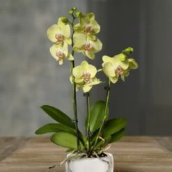 Orchidée Phalaenopsis Jaune
