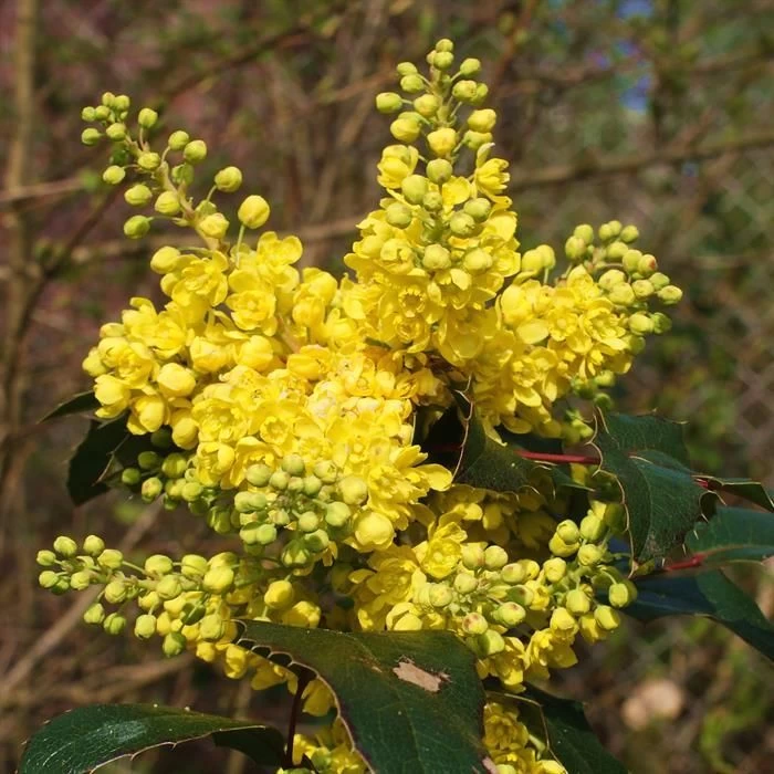 Mahonia Aquifolium 2 Mahonia Aquifolium – Image 2