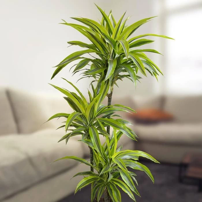 Dracaena Standard Lemon Lime 1 Dracaena Standard Lemon Lime