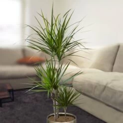 Dracaena Standard