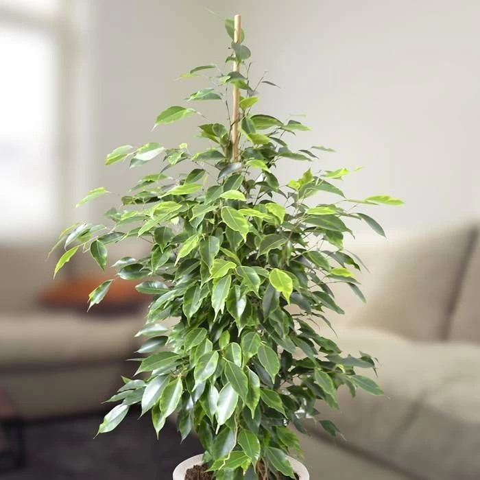 Ficus Benjamina Anastasia 75cm 1 Ficus Benjamina Anastasia 75cm
