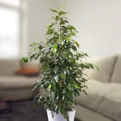 Ficus Benjamina Danielle