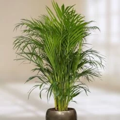 Areca Palm