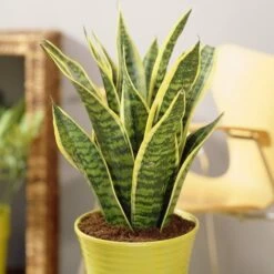 Sansevieria Trifasciata Futura Superba