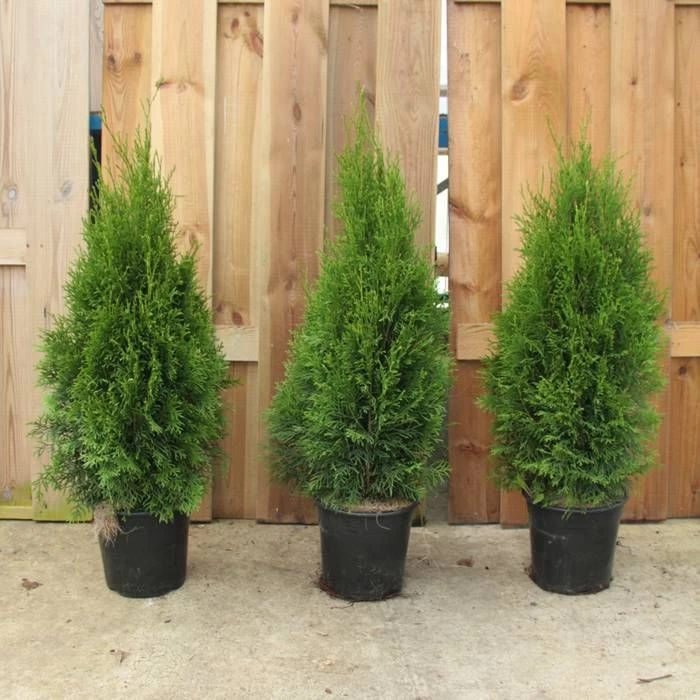 Thuja Occidentalis Smaragd 21cm 1 Thuja Occidentalis Smaragd 21cm
