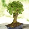 Bonsai Ligustrum Nitida Pot 20cm