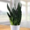 Sansevieria Robusta 12 Cm Pot