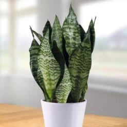 Sansevieria Zeylanica