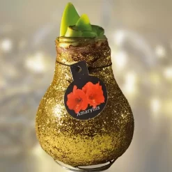 Amaryllis Touch Of Wax Or