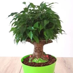 Ficus Contes De Fées
