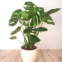 Monstera Deliciosa