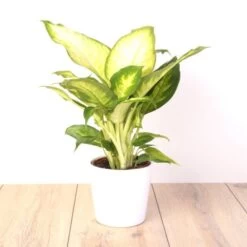 Set 3 Plantes Dintérieur X 3 -Plantes Vertes Soldes fd19327wh