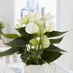 Anthurium White Champion 12 Cm