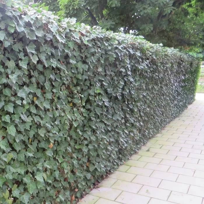 Hedera Hibernica Hedge X 5 1 Hedera Hibernica Hedge X 5