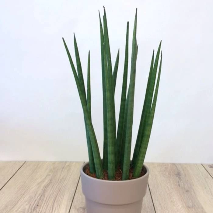 Sansevieria Cylindrica 1 Sansevieria Cylindrica