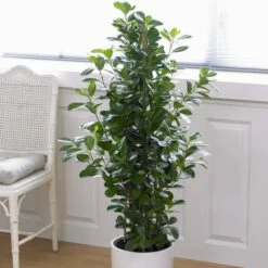 Ficus Microcarpa Moclame