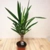 Yucca Elephantipes 17 Cm