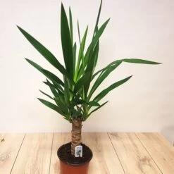 Yucca Elephantipes 17 Cm
