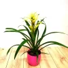 Bromelia Blanc