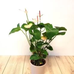 Anthurium Elegance 14 Cm