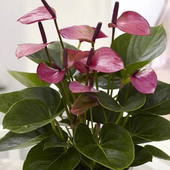Anthurium Purple 12 Cm 1 Anthurium Purple 12 Cm