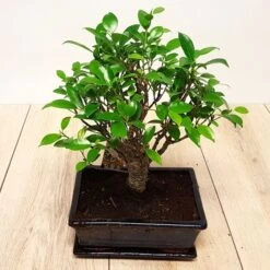 Bonsai Ficus Broom 12 Cm Pot