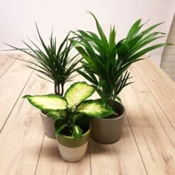 Set 3 Plantes Dintérieur X 3