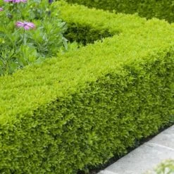 Buxus Sempervirens Haie