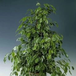 Ficus Benjamina Golden King 27cm Pot