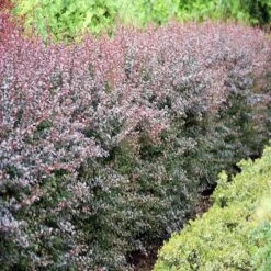 Berberis Thunbergii Dart's Red Lady X 5