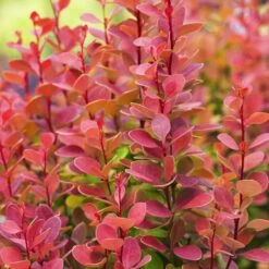 Berberis Thunbergii Orange Rocket Haie X 5