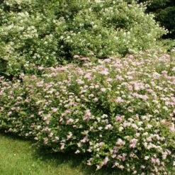 Spiraea Japonica Little Princess X 5